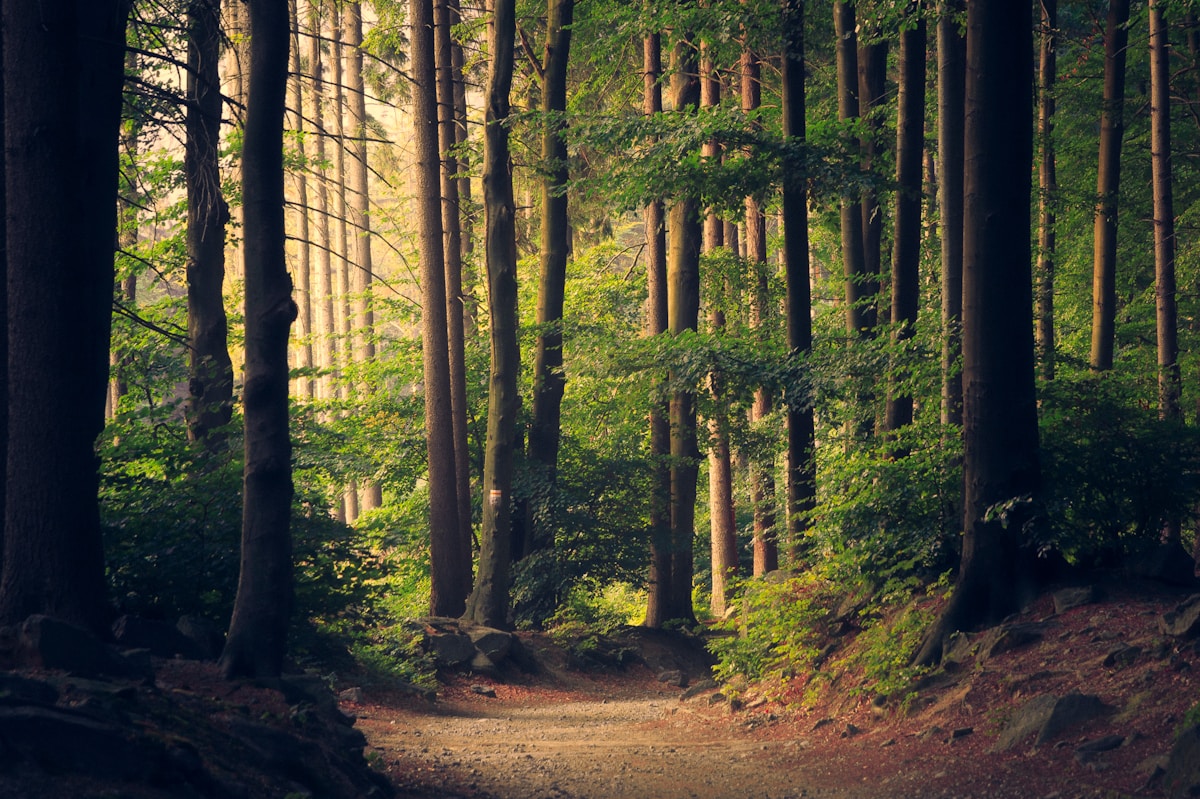A soft path leading through a sunlit woodland